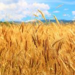 Lent 5 B – A Grain of Wheat
