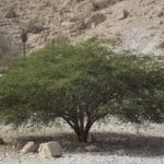 OT 19 B – Elijah & the Broom Tree