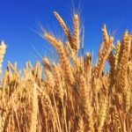 Lent 5 B – A grain of wheat