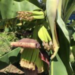 Baby bananas of Holy Cross Campus