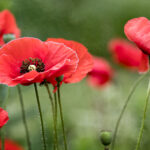 Memorial Day – Pause to Remember