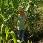 Father Bob in his cornfield